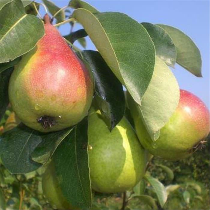 Etruşka (Etrusca) Armut