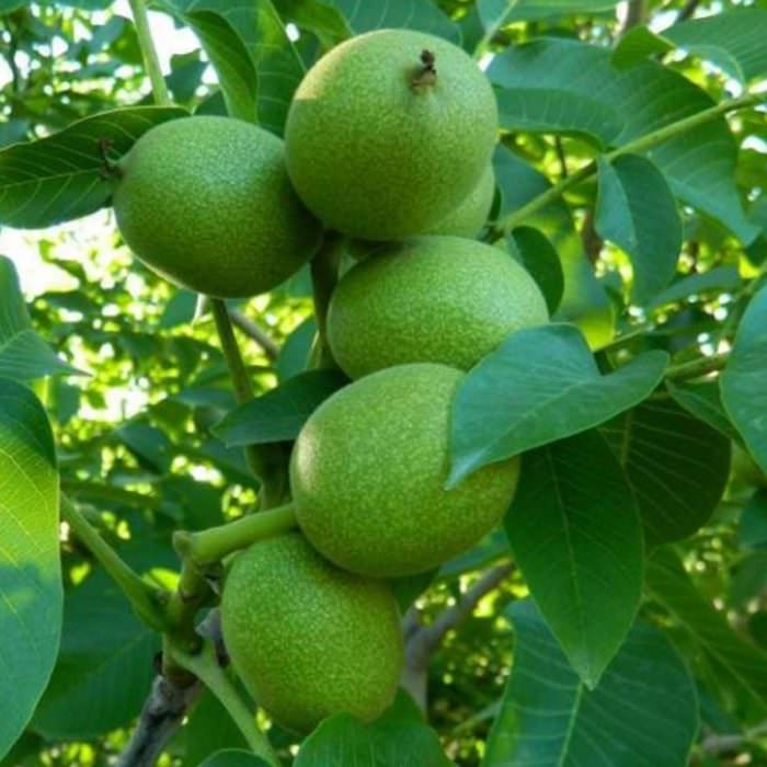 Gültekin-1 Cevizi (KR-1)