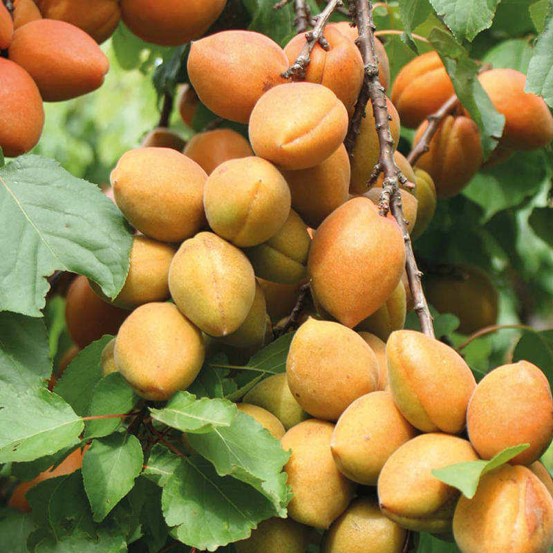 Karacabey (Acı Çekirdek) Kayısı