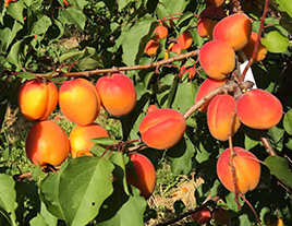 Semiramis Kayısı Çeşidi