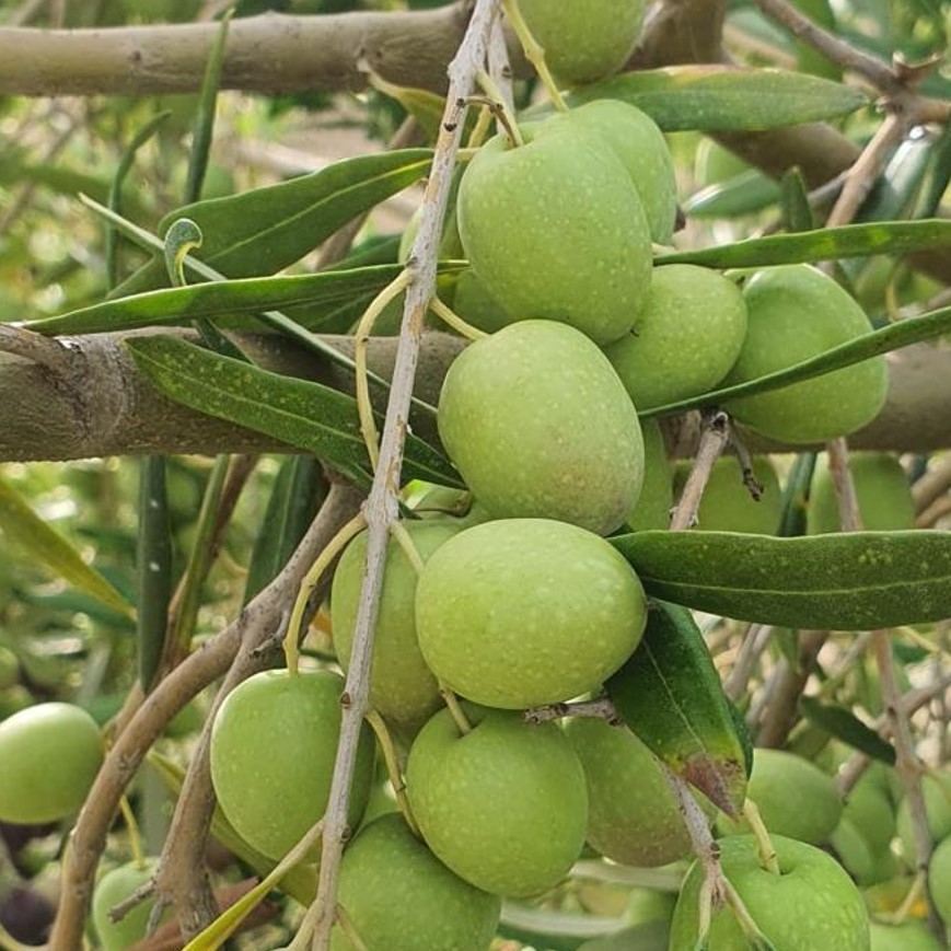 Halebi Zeytin Meyvesi ve Fidan Özellikleri
