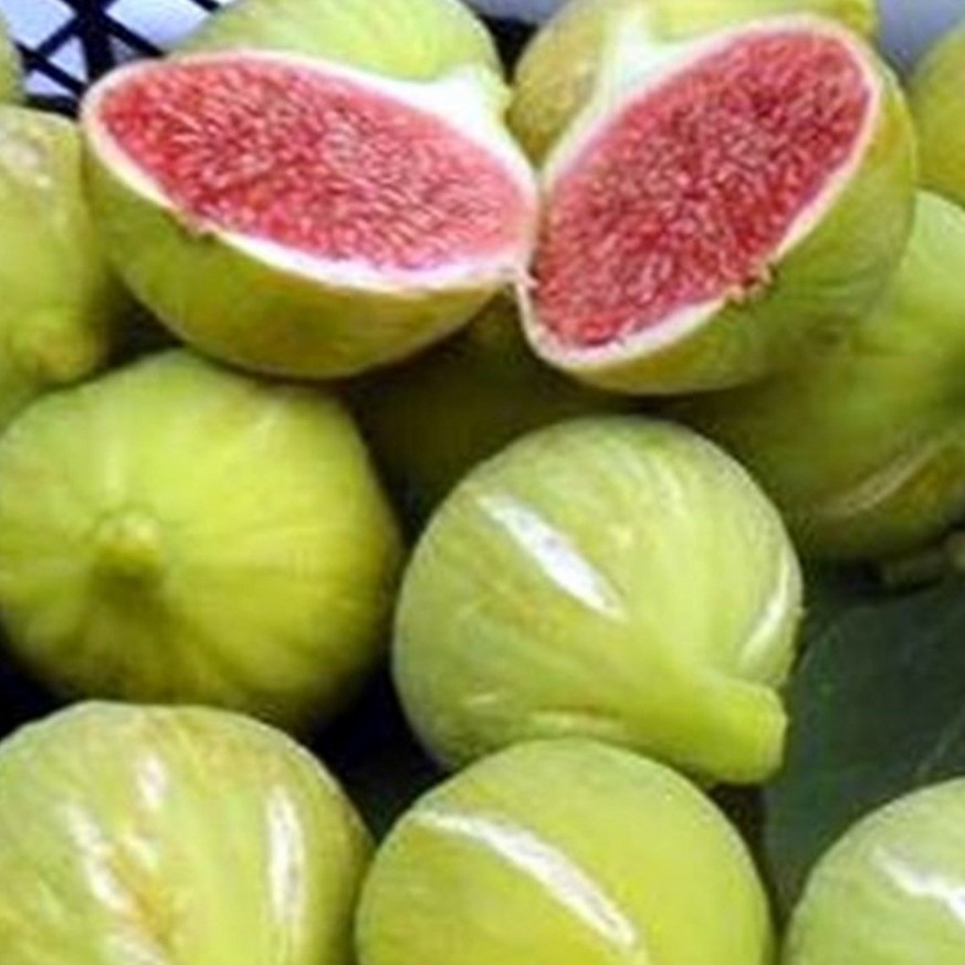 Erkenci Bardacık İnciri Fidanı ve Meyve Özellikleri