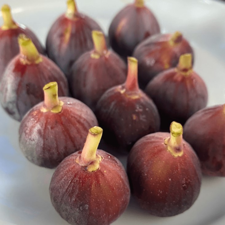 Ronde de Bordeaux İncir Fidanı ve Meyve Özellikleri