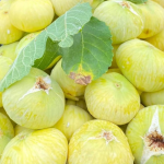 Abbas İncir Fidanı