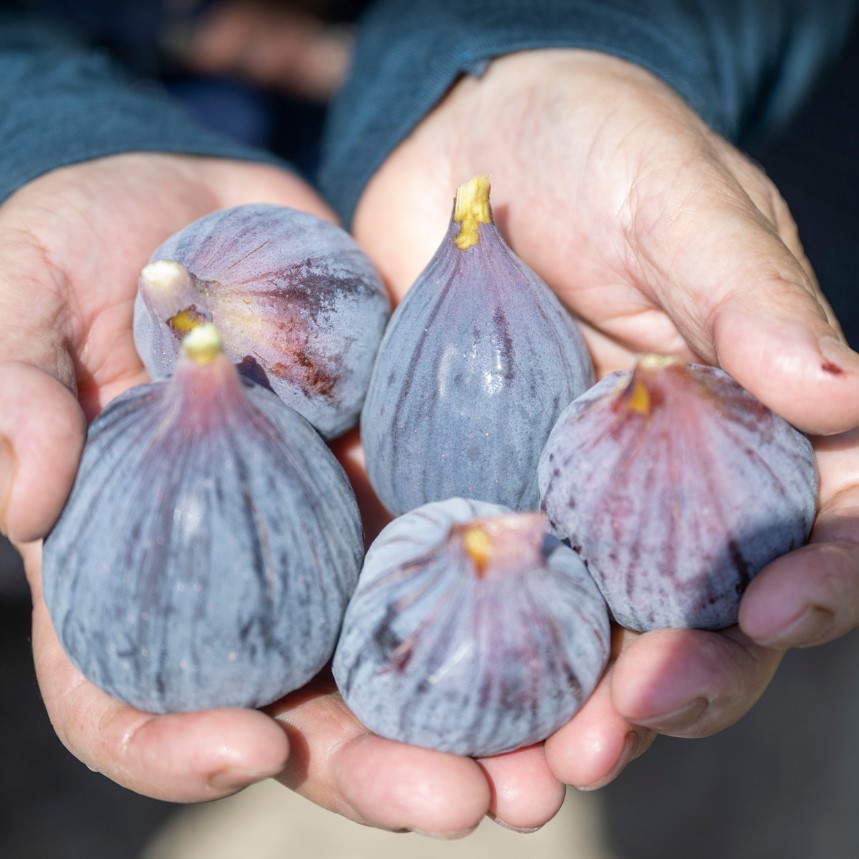 Erkenci Tarsus Karası Siyahı İncir Fidanı ve Meyve Özellikleri