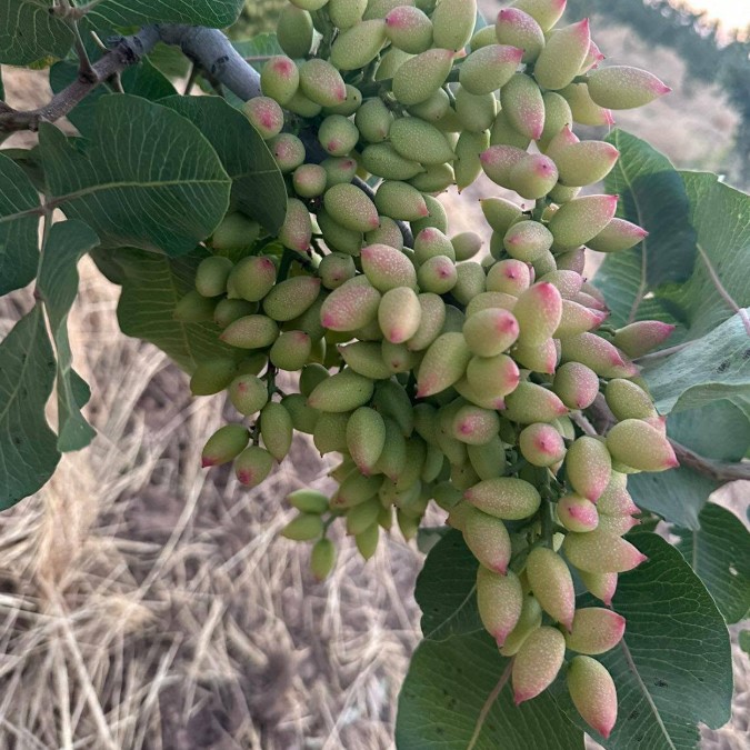 Siirt 88 Seleksiyon Antep Fıstığı Fidanı