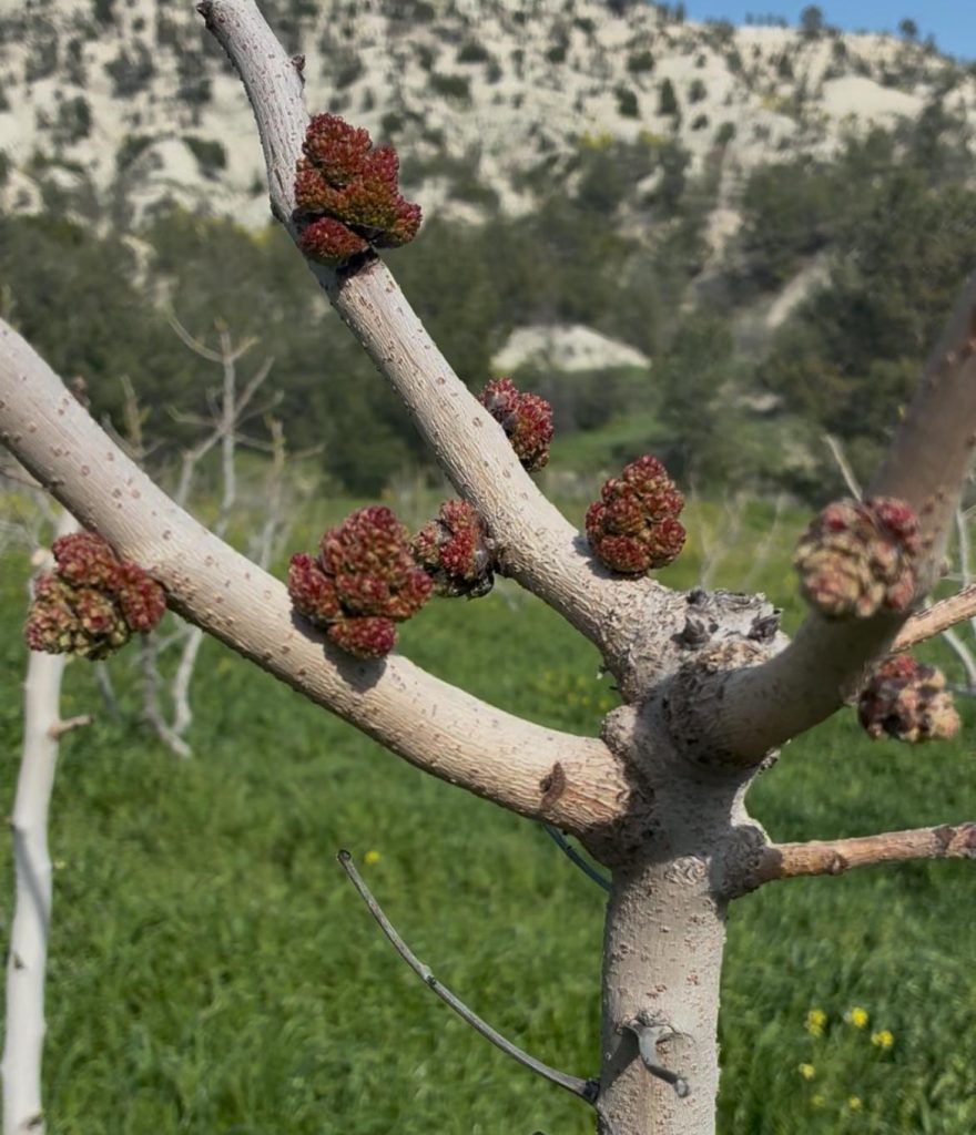 C-Special Erkek Antep Fıstığı Fidanı