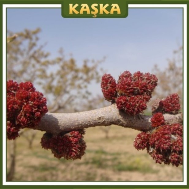 Kaşka Erkek Antep Fıstığı Fidanı